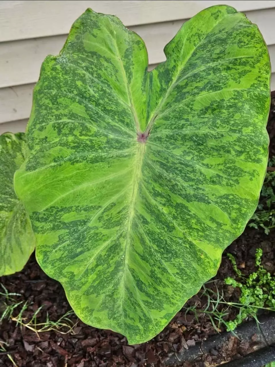 plant/Midori sour colocasia starters-0