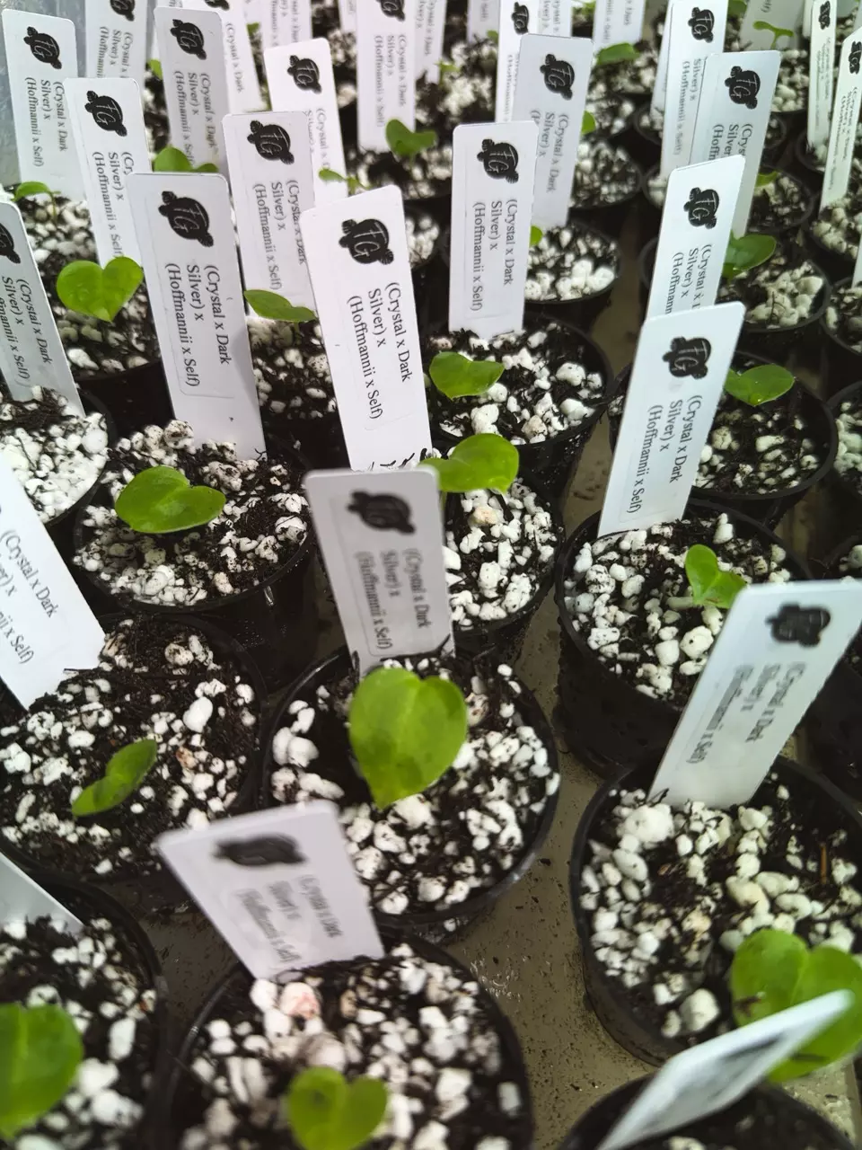 plant/🌱NEW! A. (Crystal x Dark Silver) x (Hoffmannii x Self) *My first hybrid!!! GC*-2