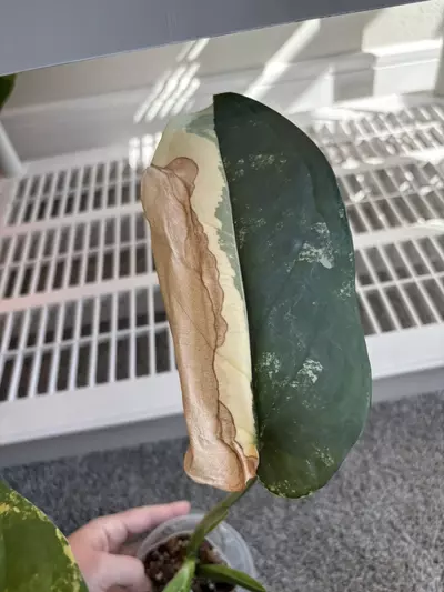 plant/Variegated Chiapnese-2-thumbnail