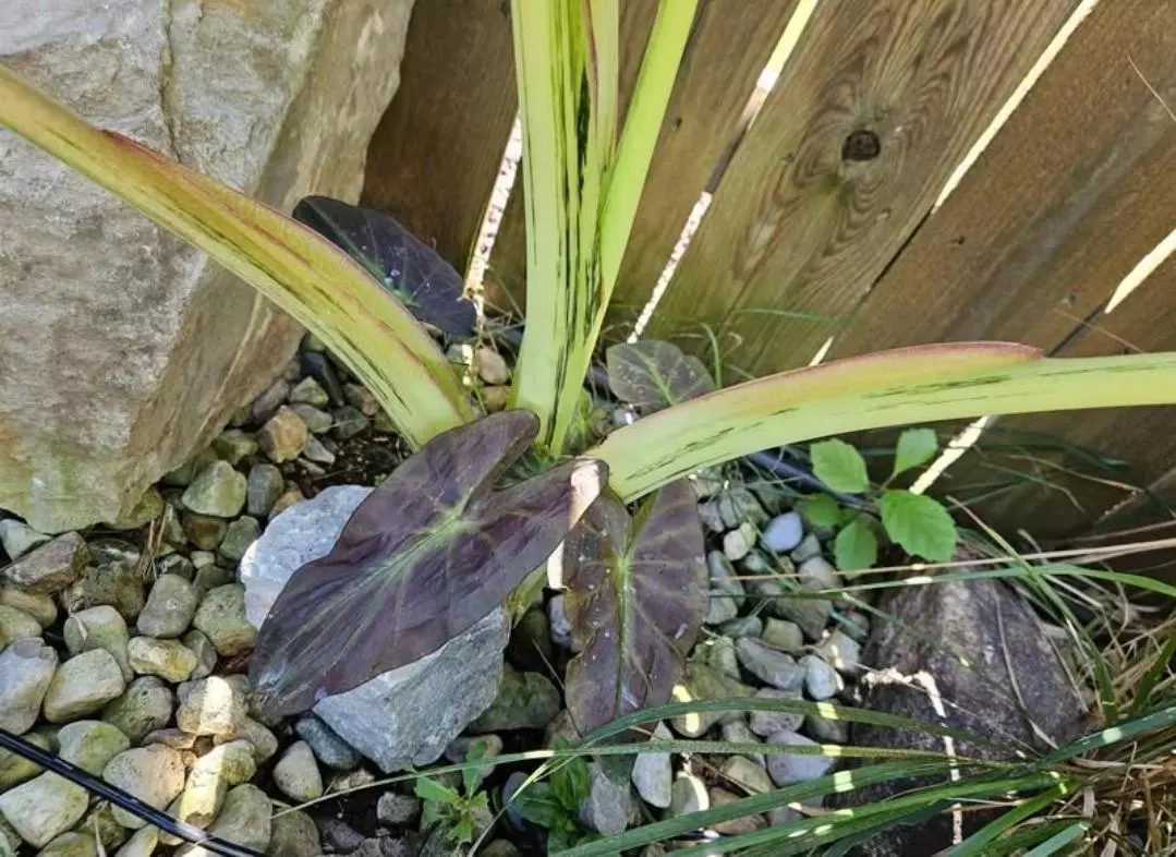 plant/Mary the night colocasia starters-1