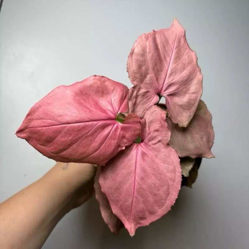 plant/Syngonium ORM NAK RED 4" pot-1