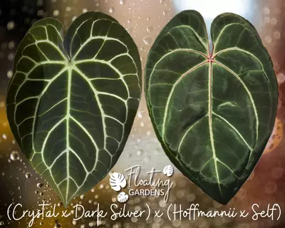 plant/🌱NEW! A. (Crystal x Dark Silver) x (Hoffmannii x Self) *My first hybrid!!! GC*-0-thumbnail