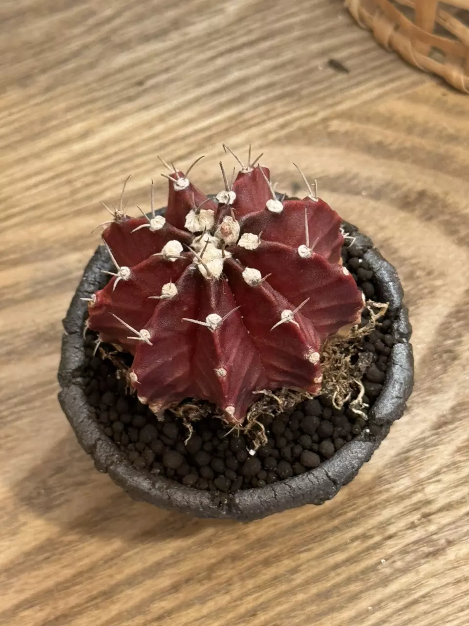 plant/One of a kind!!! SpinesNClay-1