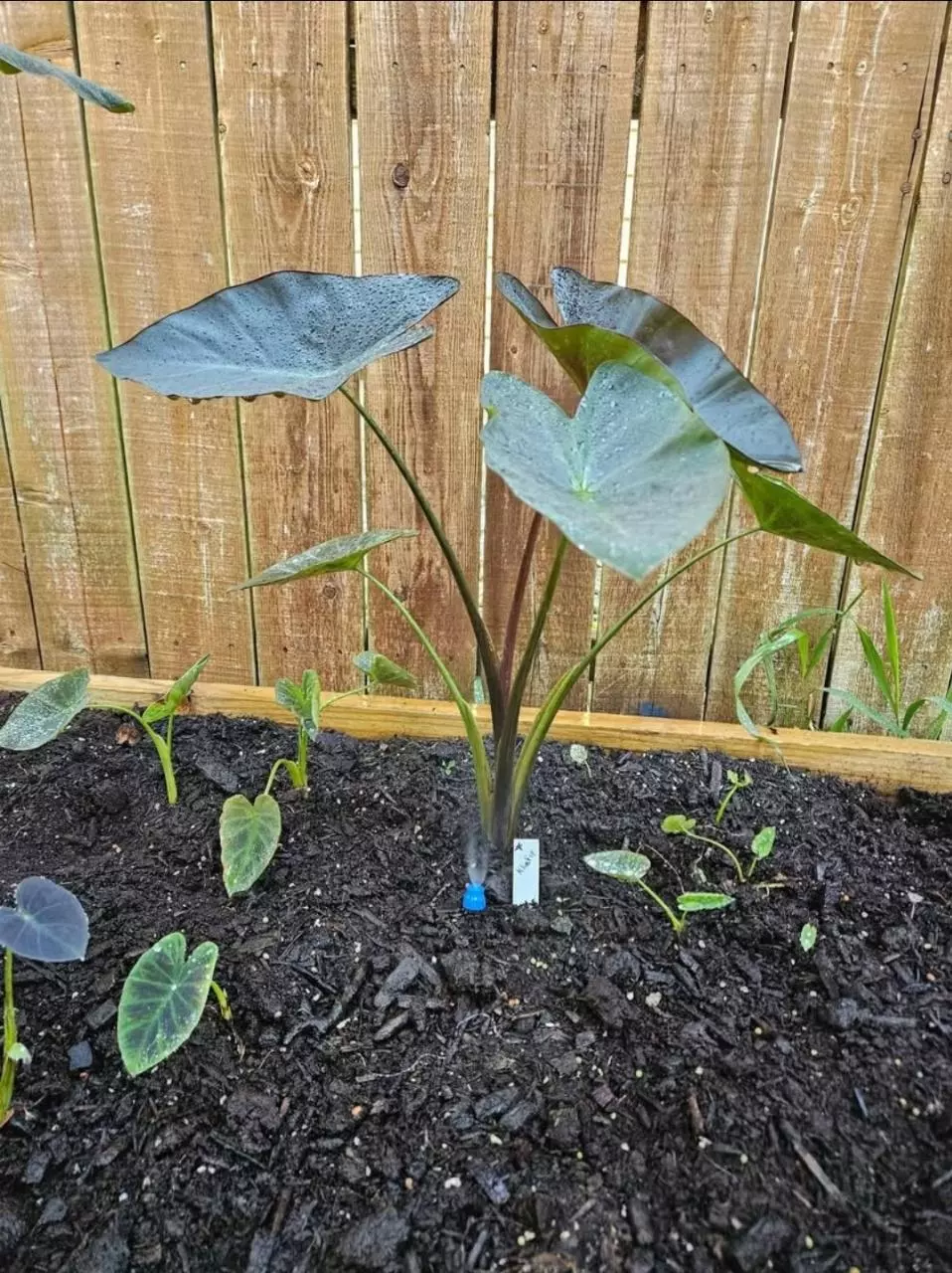 plant/Kharfe colocasia starters-0