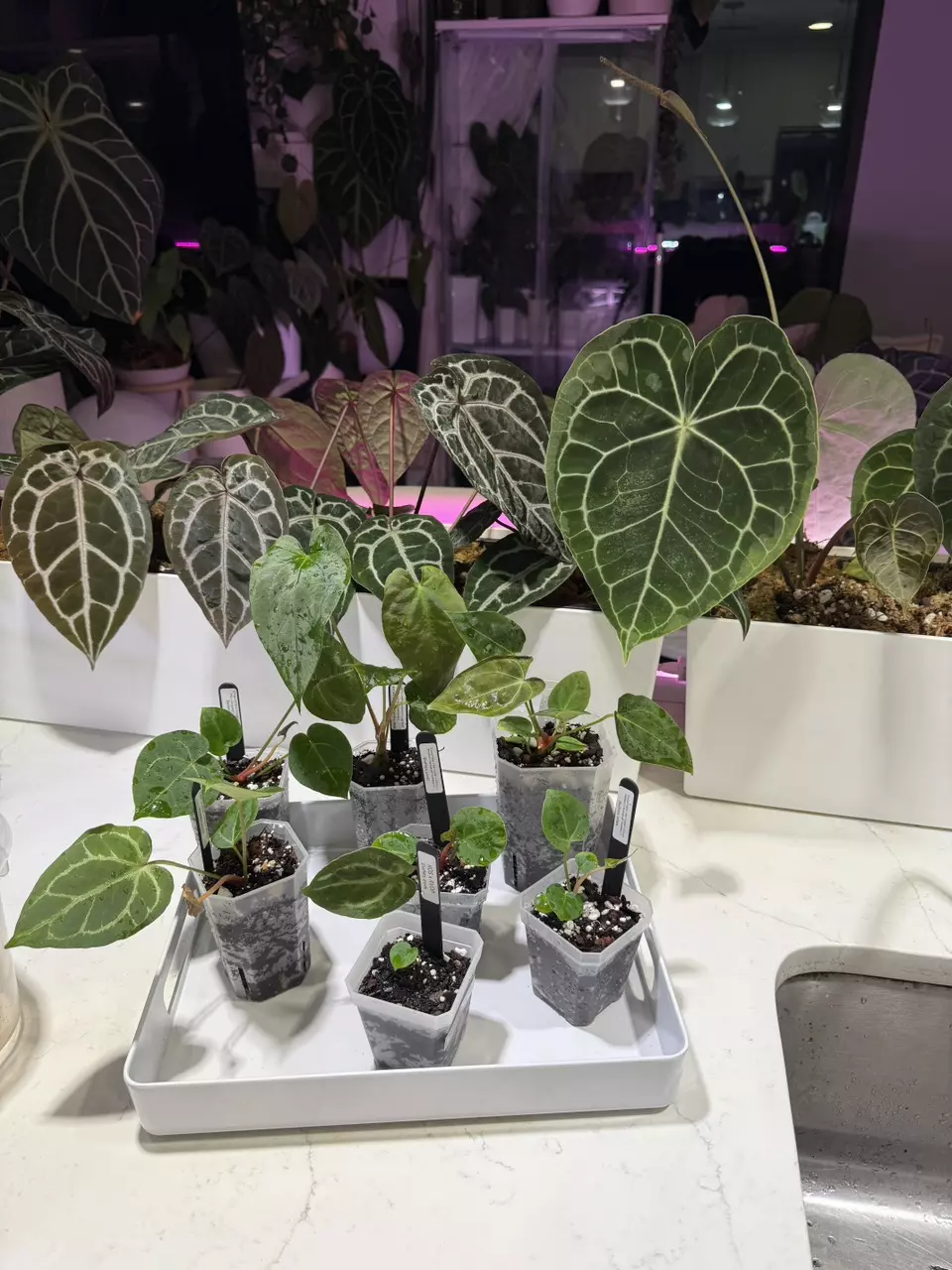 plant/shipping upgrade - 2 day UPS-0