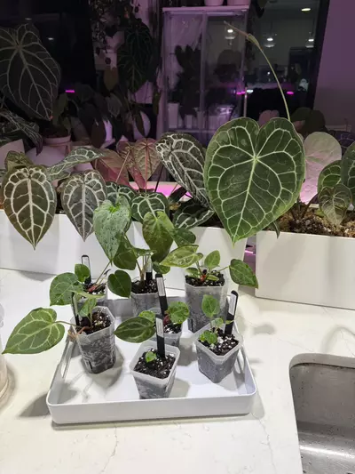 plant/shipping upgrade - 2 day UPS-0-thumbnail