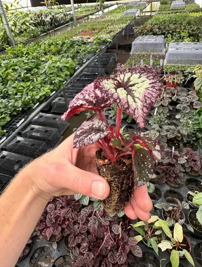 plant/Begonia fireworks starter plant growers choice-2-thumbnail