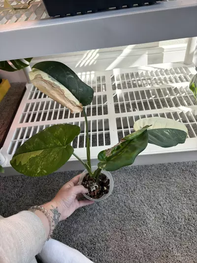 plant/Variegated Chiapnese-0-thumbnail