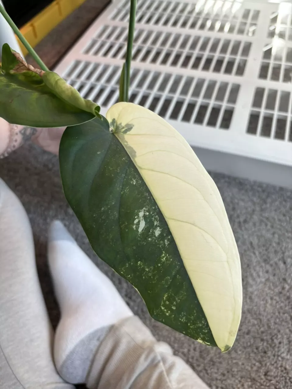 plant/Variegated Chiapnese-1