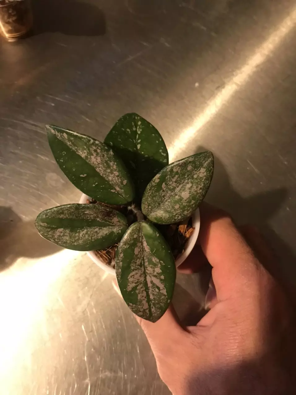 plant/Hoya Carnosa Wilbur Graves Russia Unrooted Fresh Cut-2