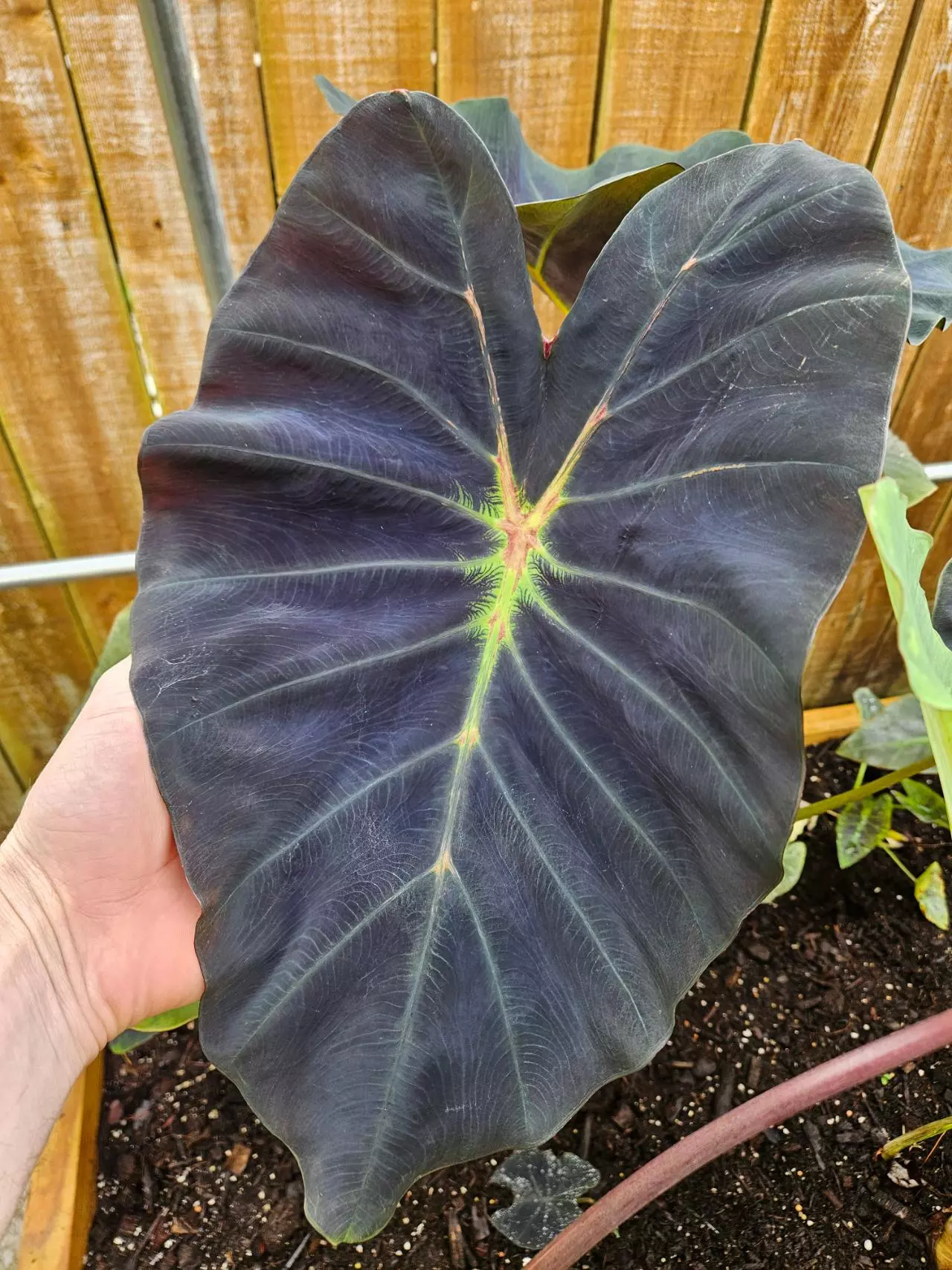 plant/Scrab soul colocasia starter-0
