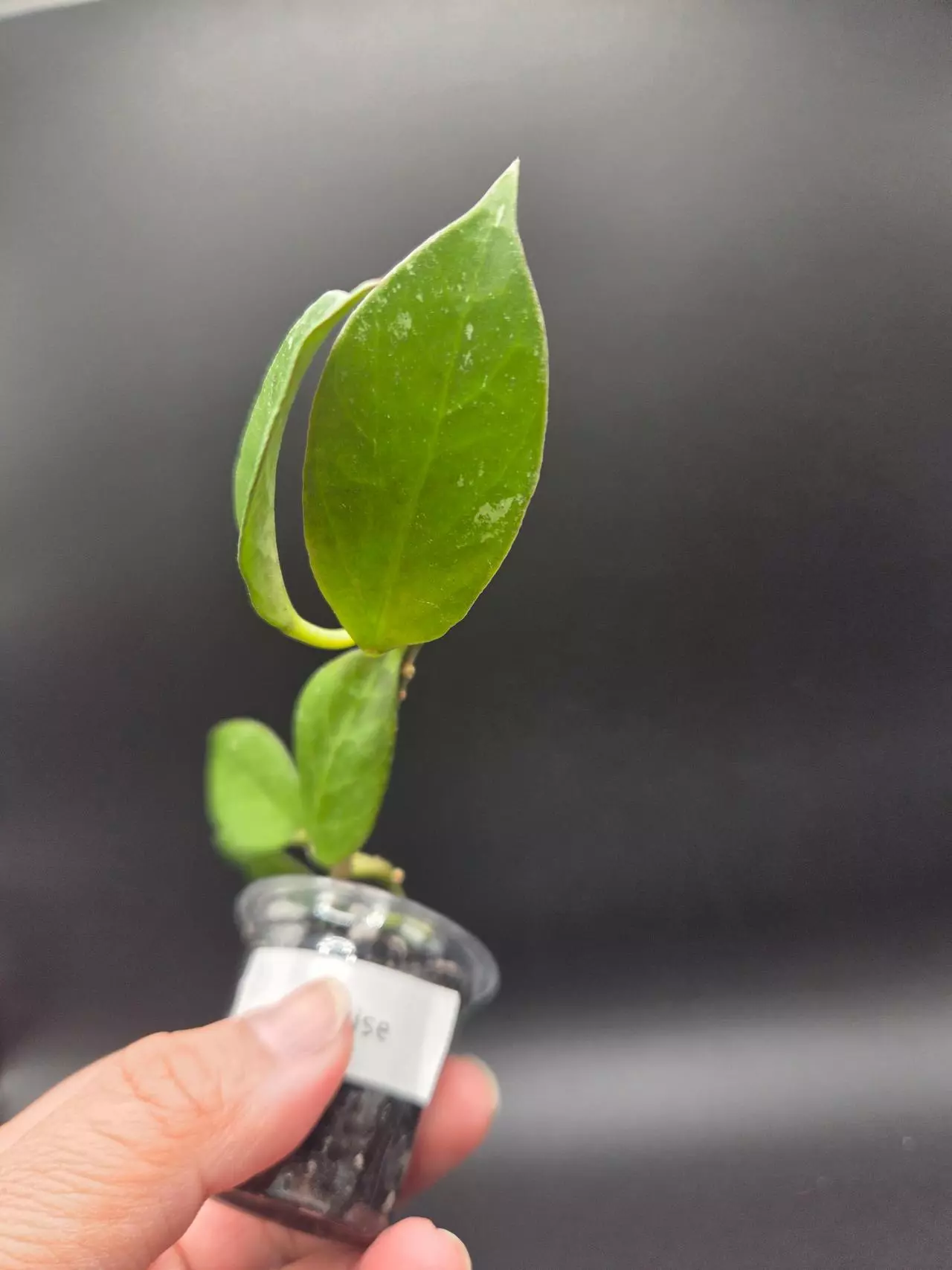 plant/Hoya sunrise-1