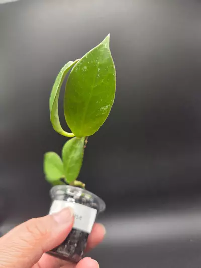 plant/Hoya sunrise-1-thumbnail