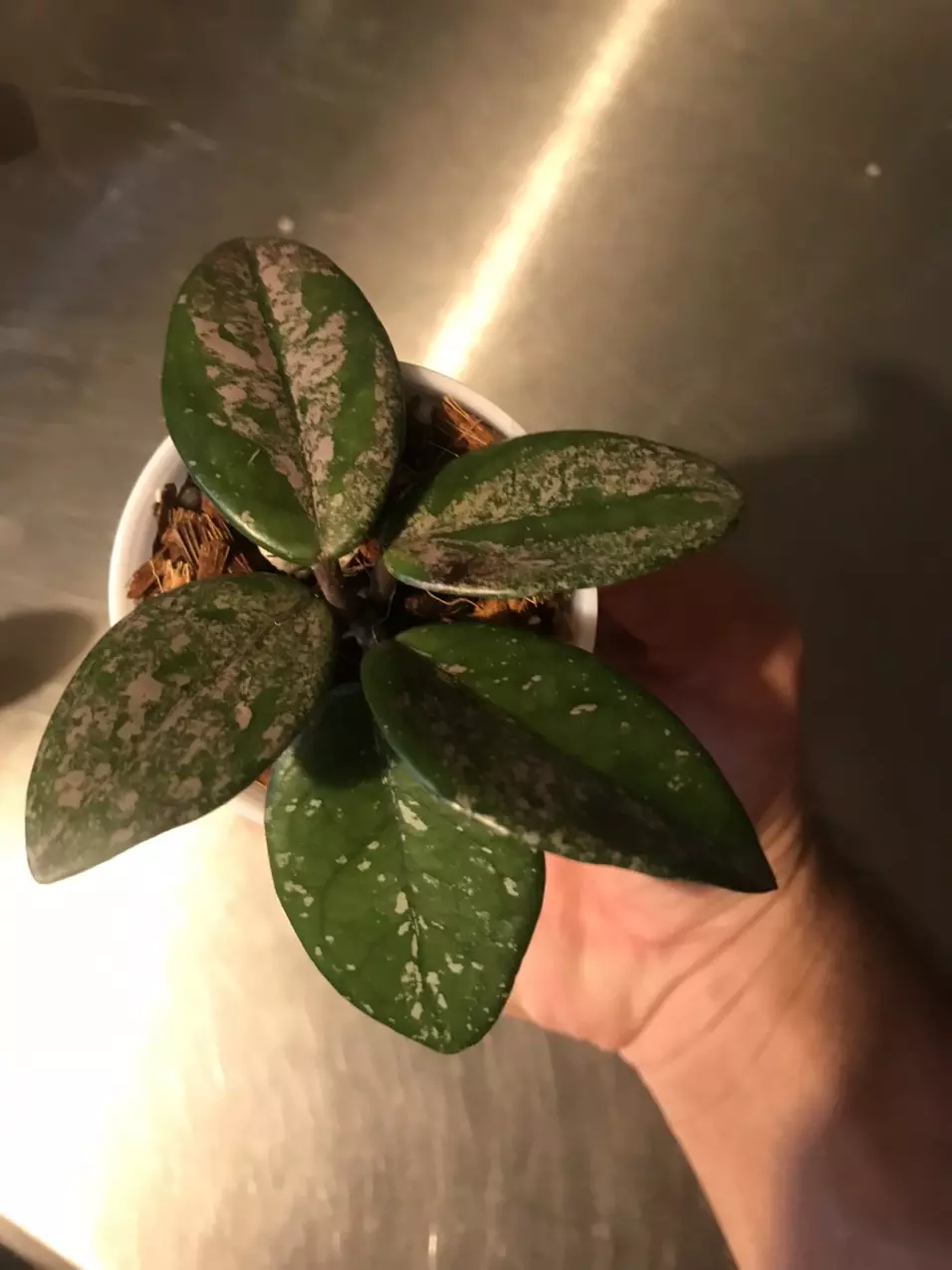 plant/Hoya Carnosa Wilbur Graves Russia Unrooted Fresh Cut-1
