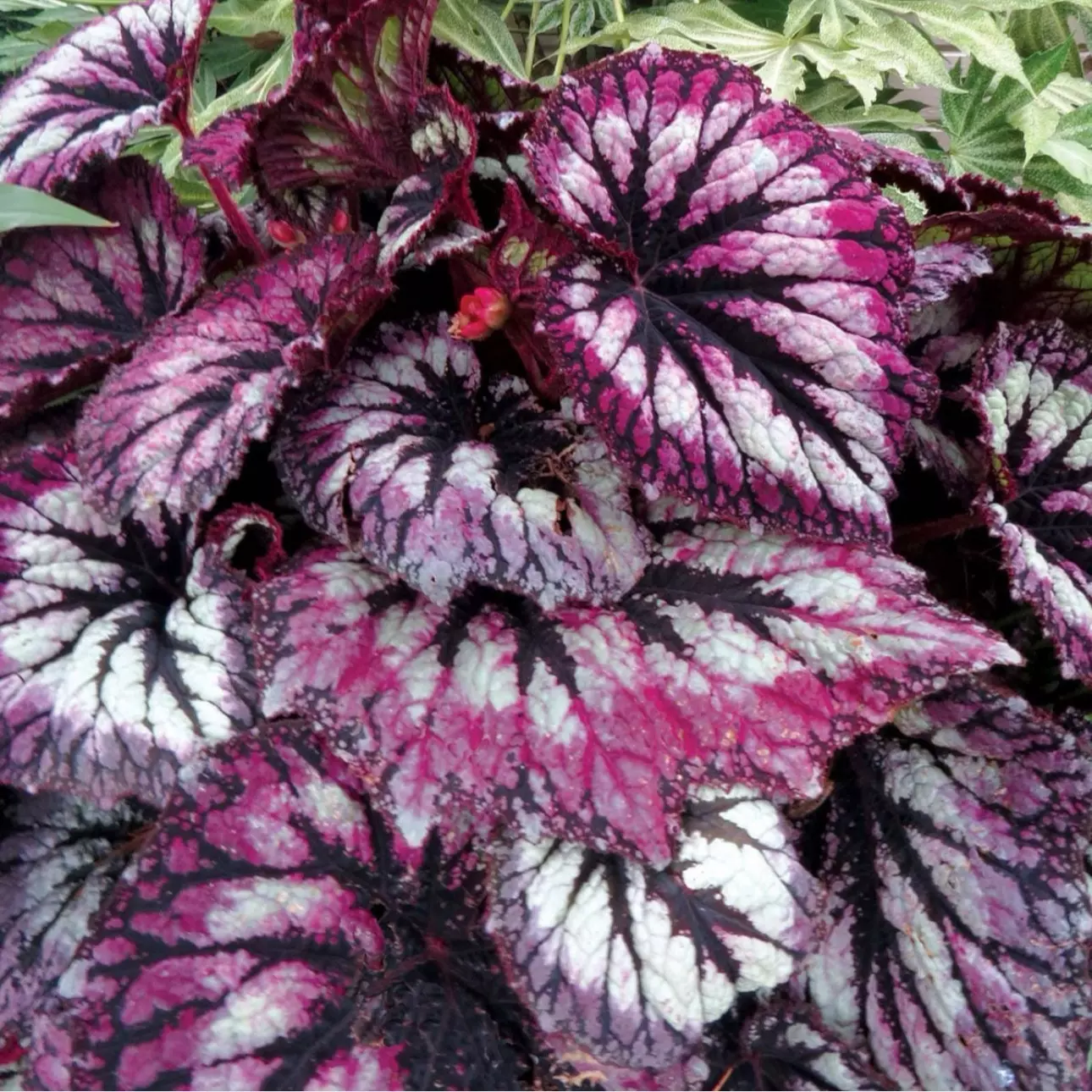 plant/Begonia fireworks starter plant growers choice-0