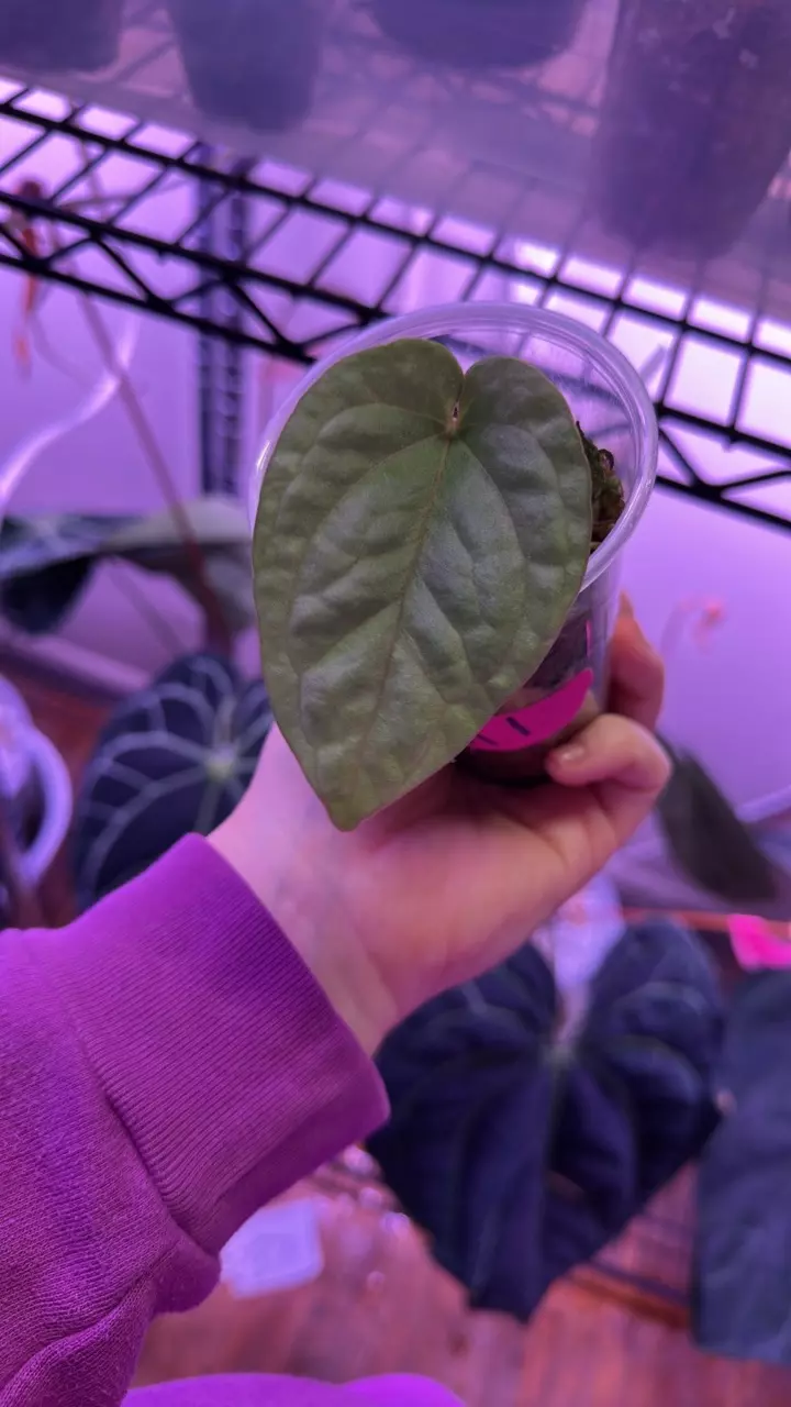 plant/Anthurium kuna OG1 clone butt cutt-0