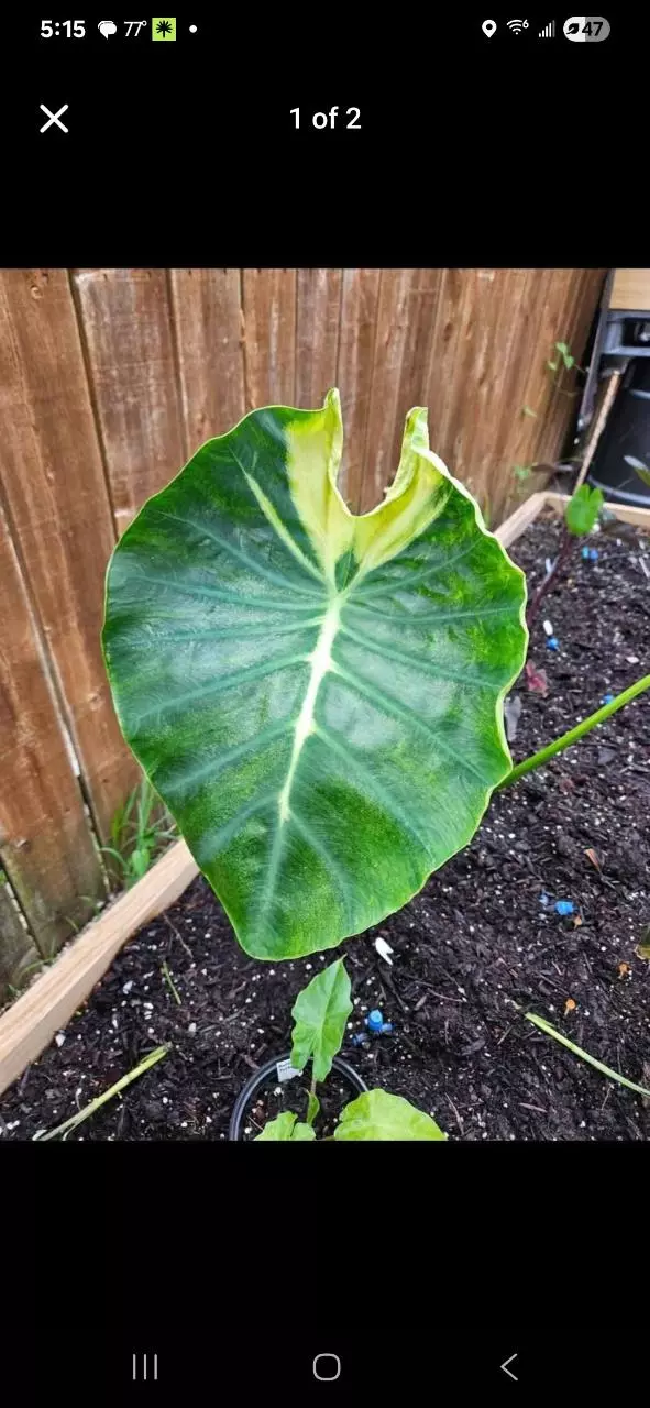 plant/Emperiea Lava colocasia starters-0