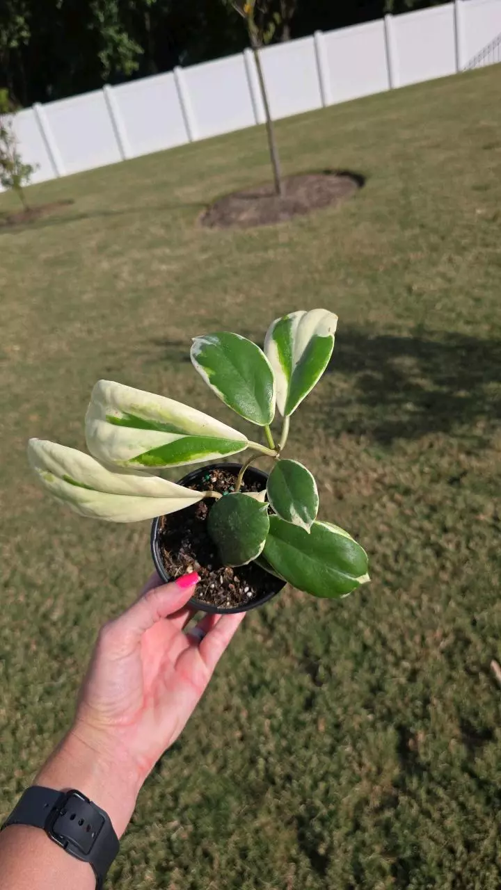 plant/Hoya Incrassata Albo 4"-1