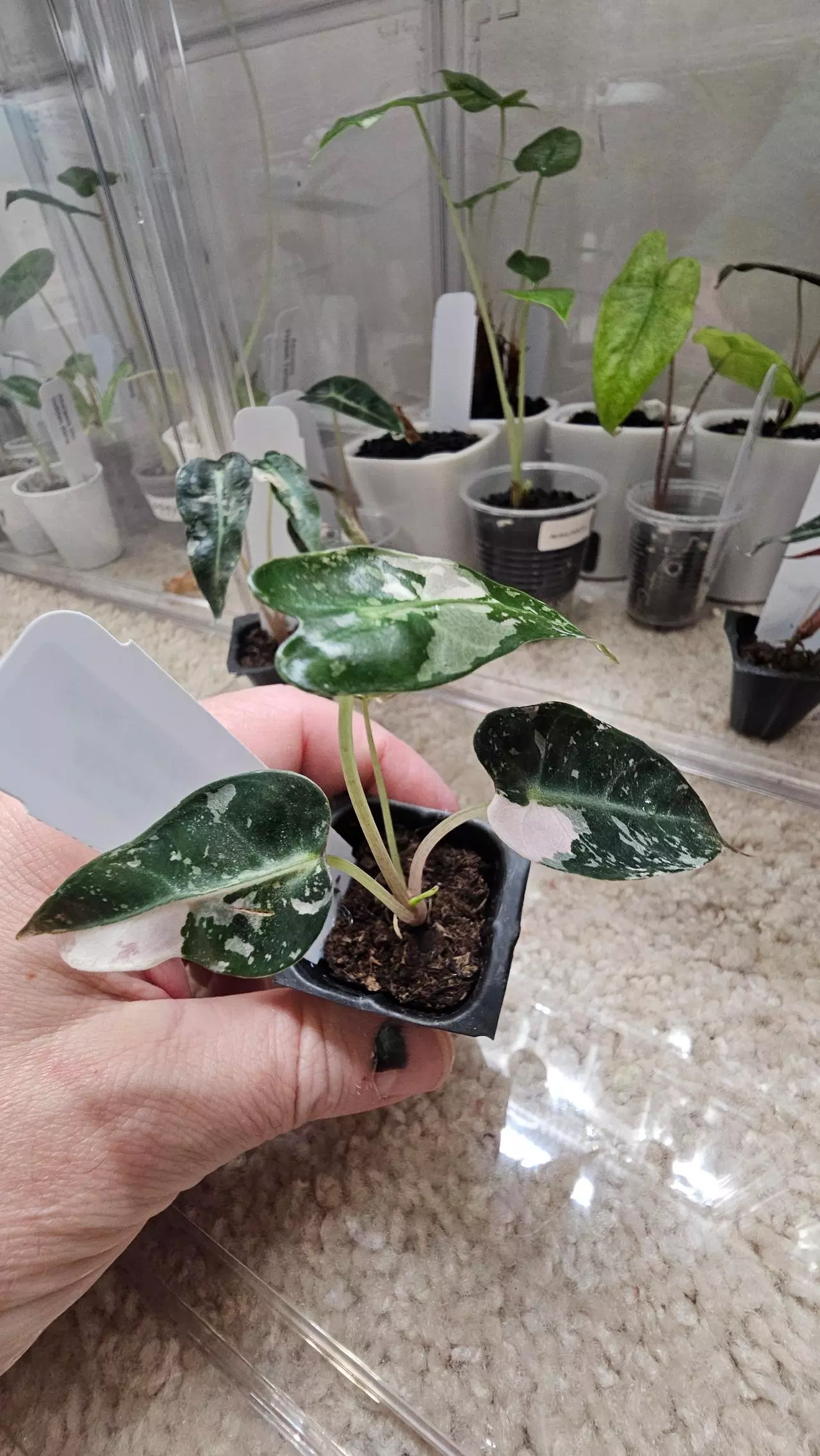 plant/Alocasia Pink Bambino (3)-1