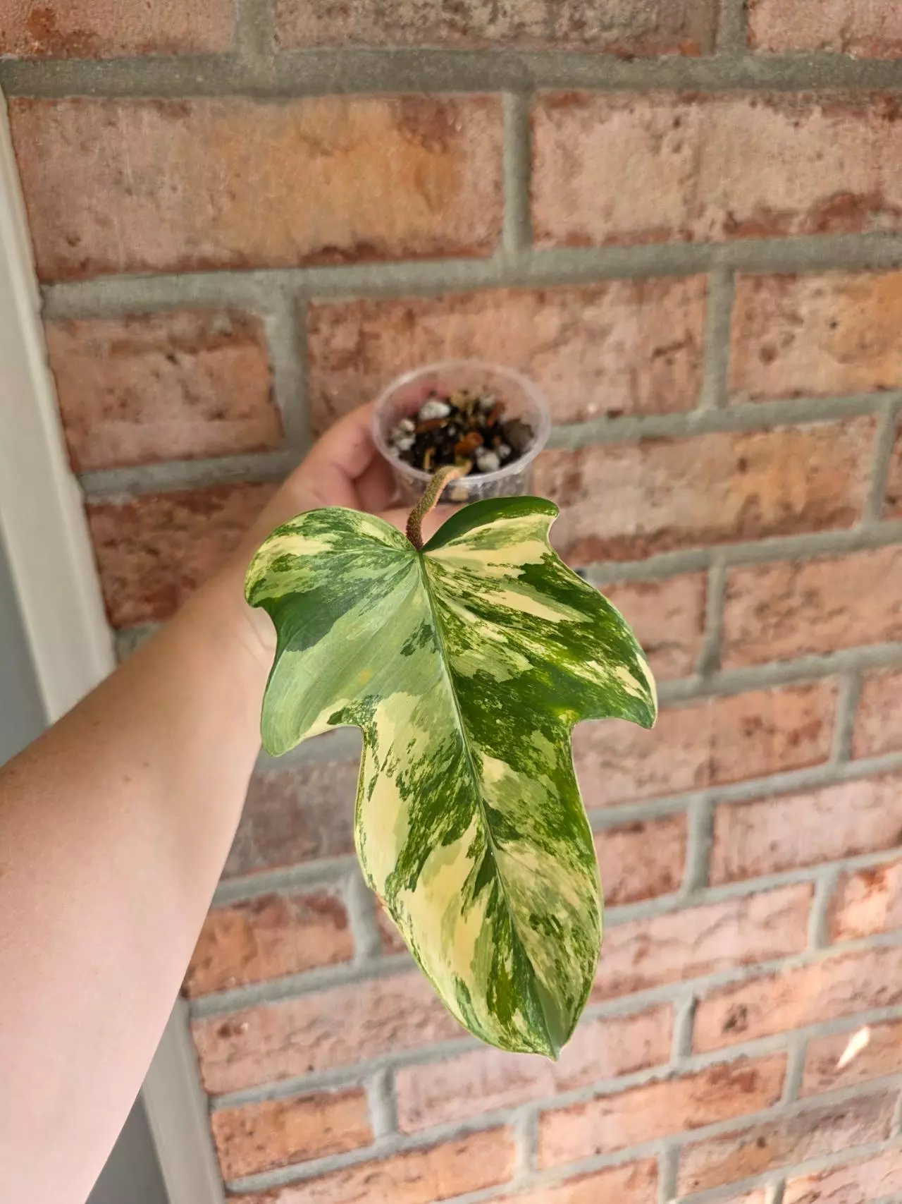 plant/Philodendron Squamiferum Variegated-0