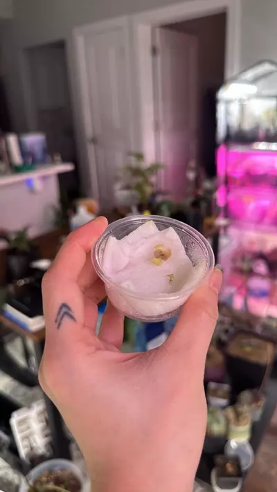 plant/Pinguicula-0-thumbnail