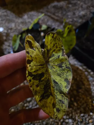 plant/Mojito starters (multiple)-0-thumbnail