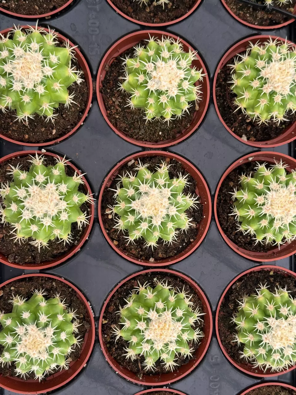 plant/Echinocactus grusonii intermedius | Short-Spined Golden Barrel | 4” Pot-3