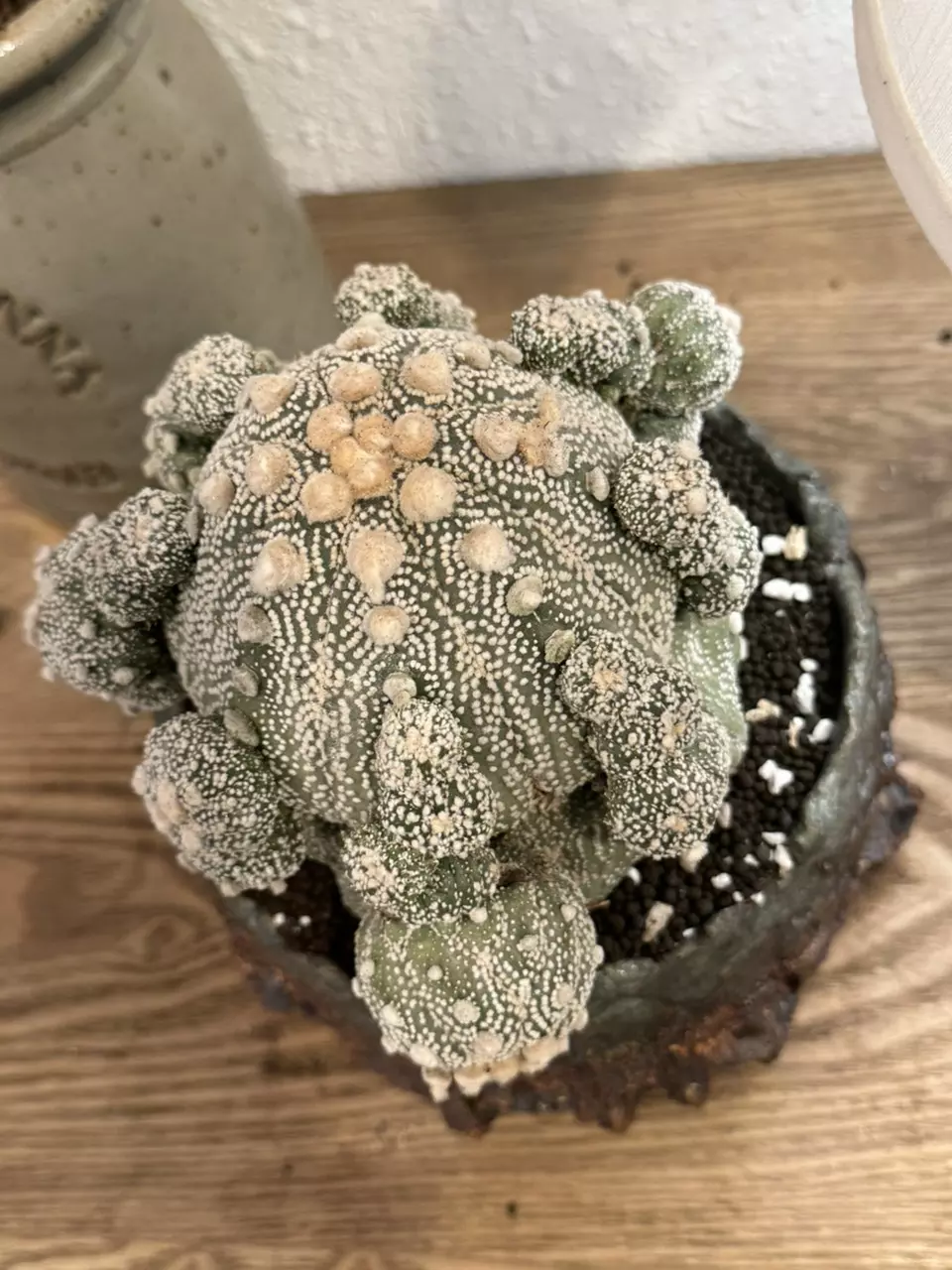 plant/Personal Collection-1