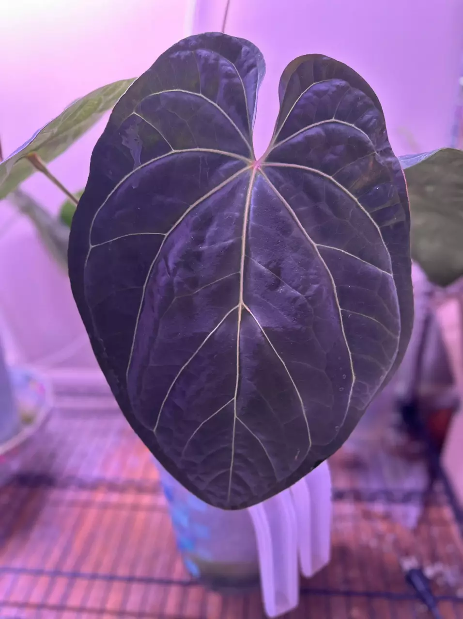 plant/*New* Anthurium pink lenonade x windy dress X WFN-0