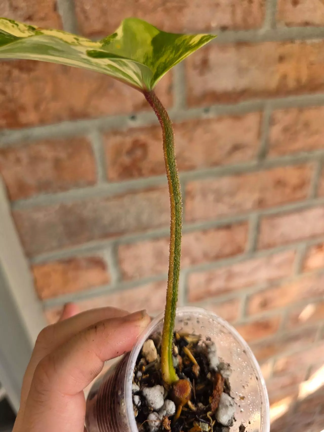 plant/Philodendron Squamiferum Variegated-1