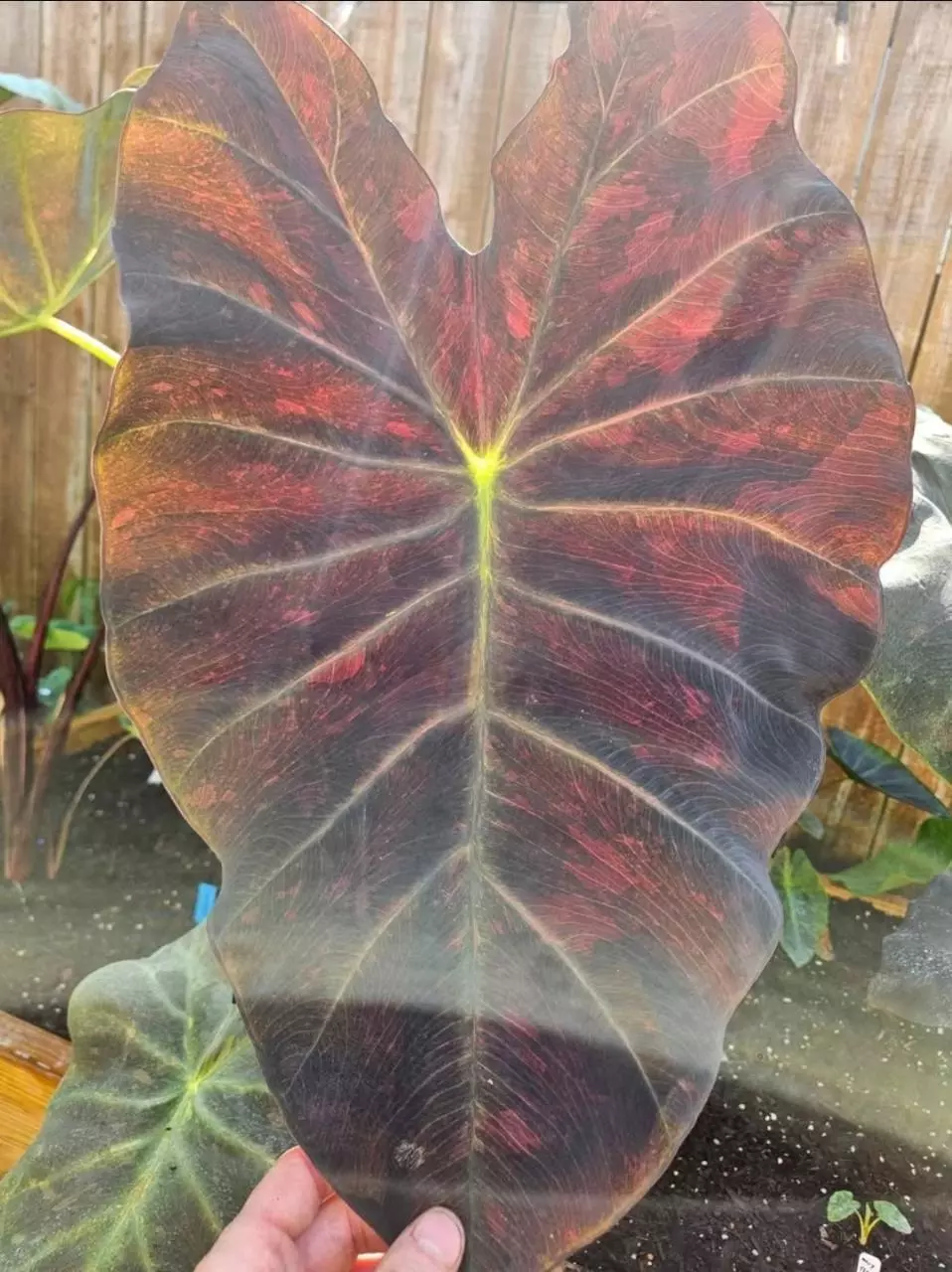 plant/Midnight bride colocasia starters-0