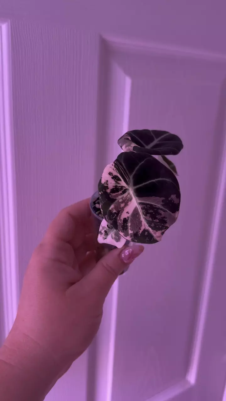 plant/Alocasia Pink Black Velvet-1