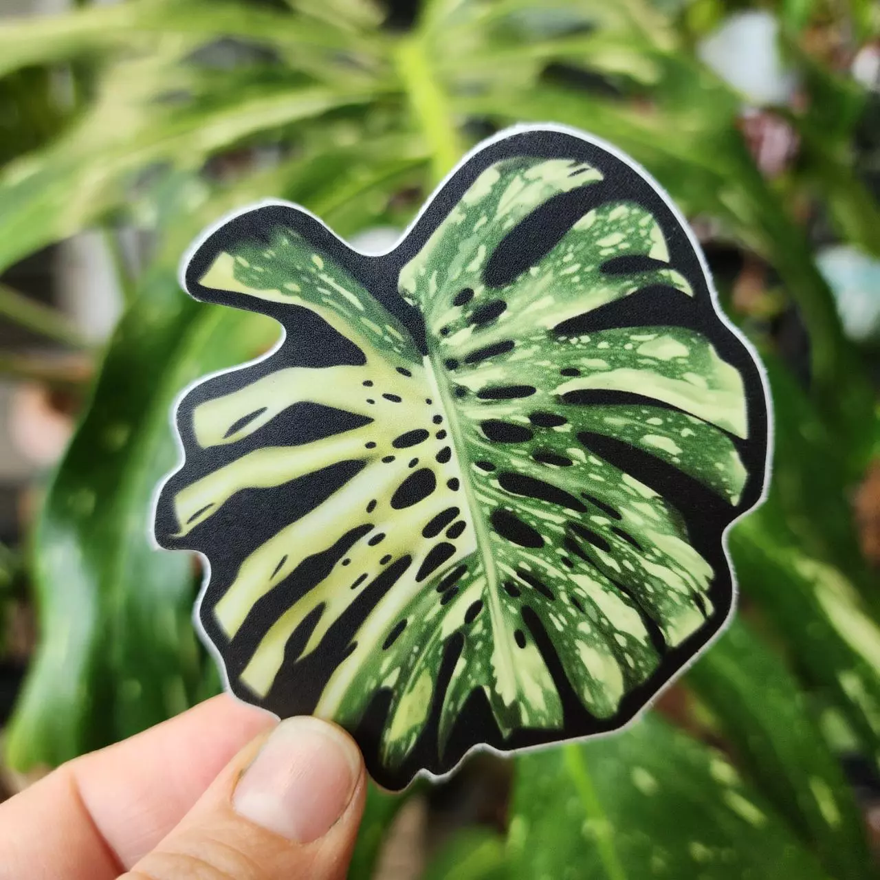 plant/Thai Constellation Monstera Vinyl Sticker-0