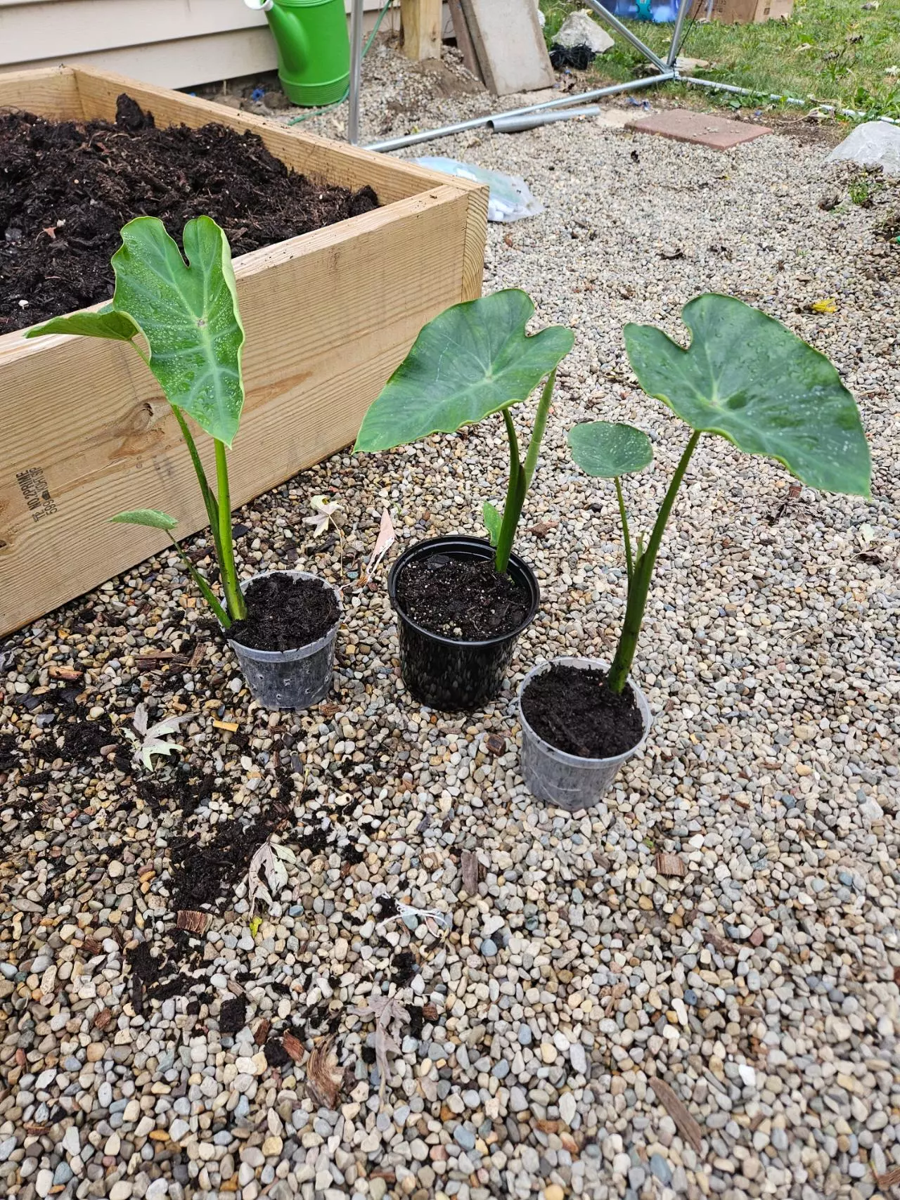 plant/Emperiea Lava colocasia starters-1