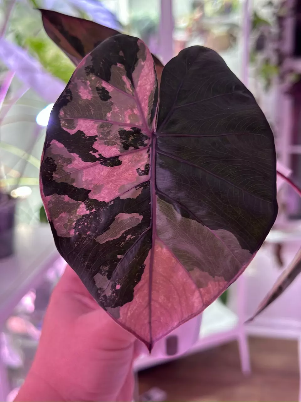 plant/Alocasia Yucatan Princess pink CORM-0