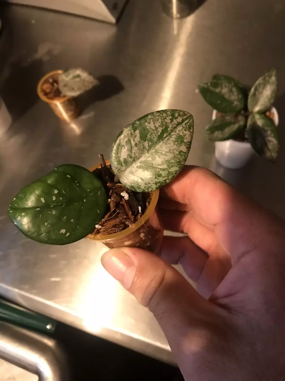 plant/Hoya Carnosa Wilbur Graves Russia Unrooted Fresh Cut-1