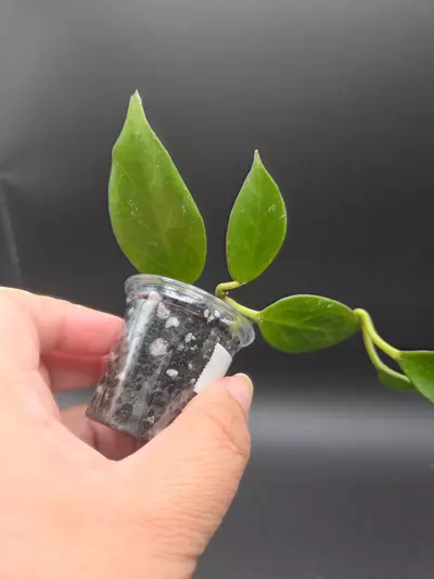 plant/Hoya sunrise-2-thumbnail