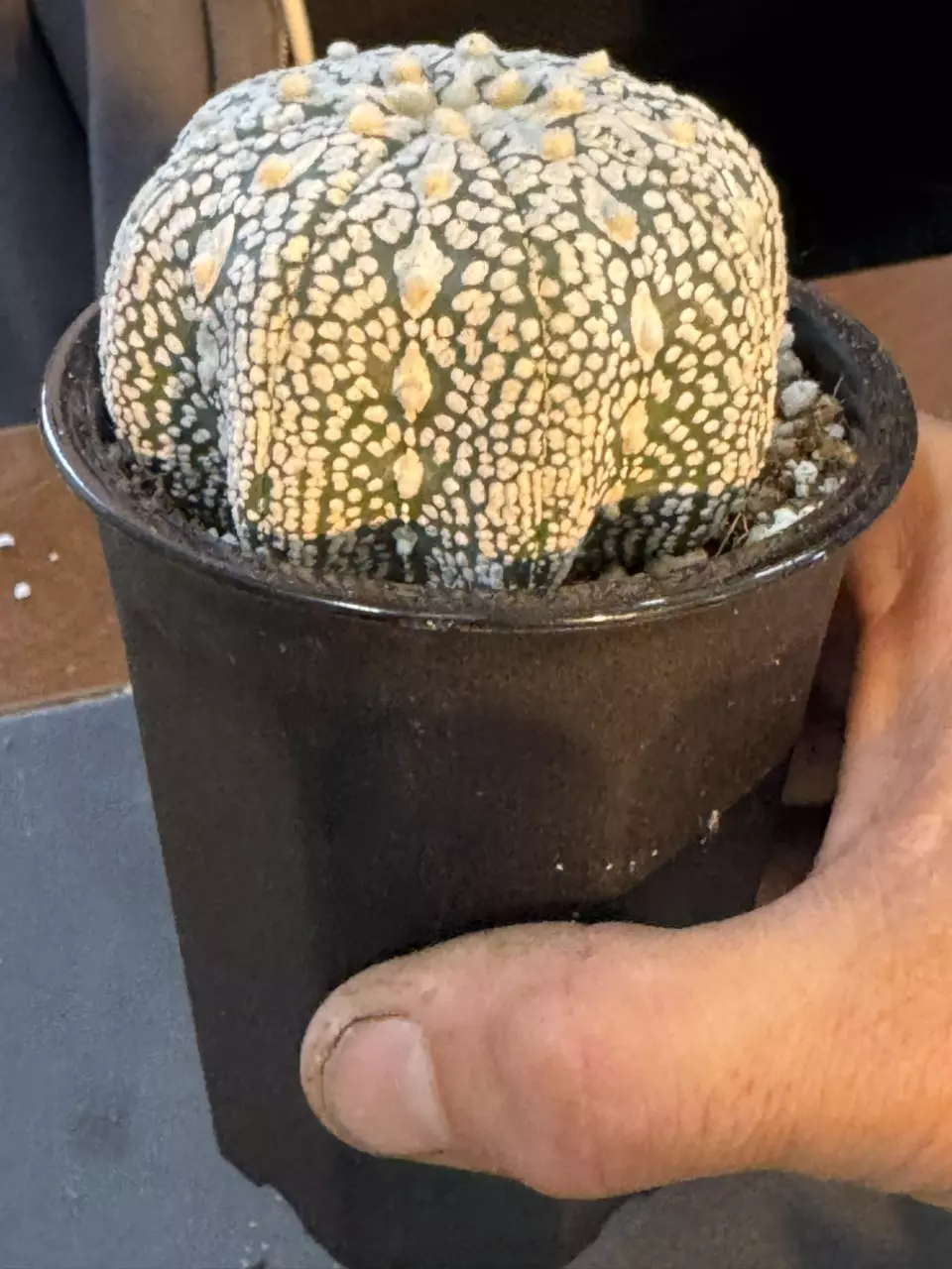 plant/Astrophytom Starfish-1