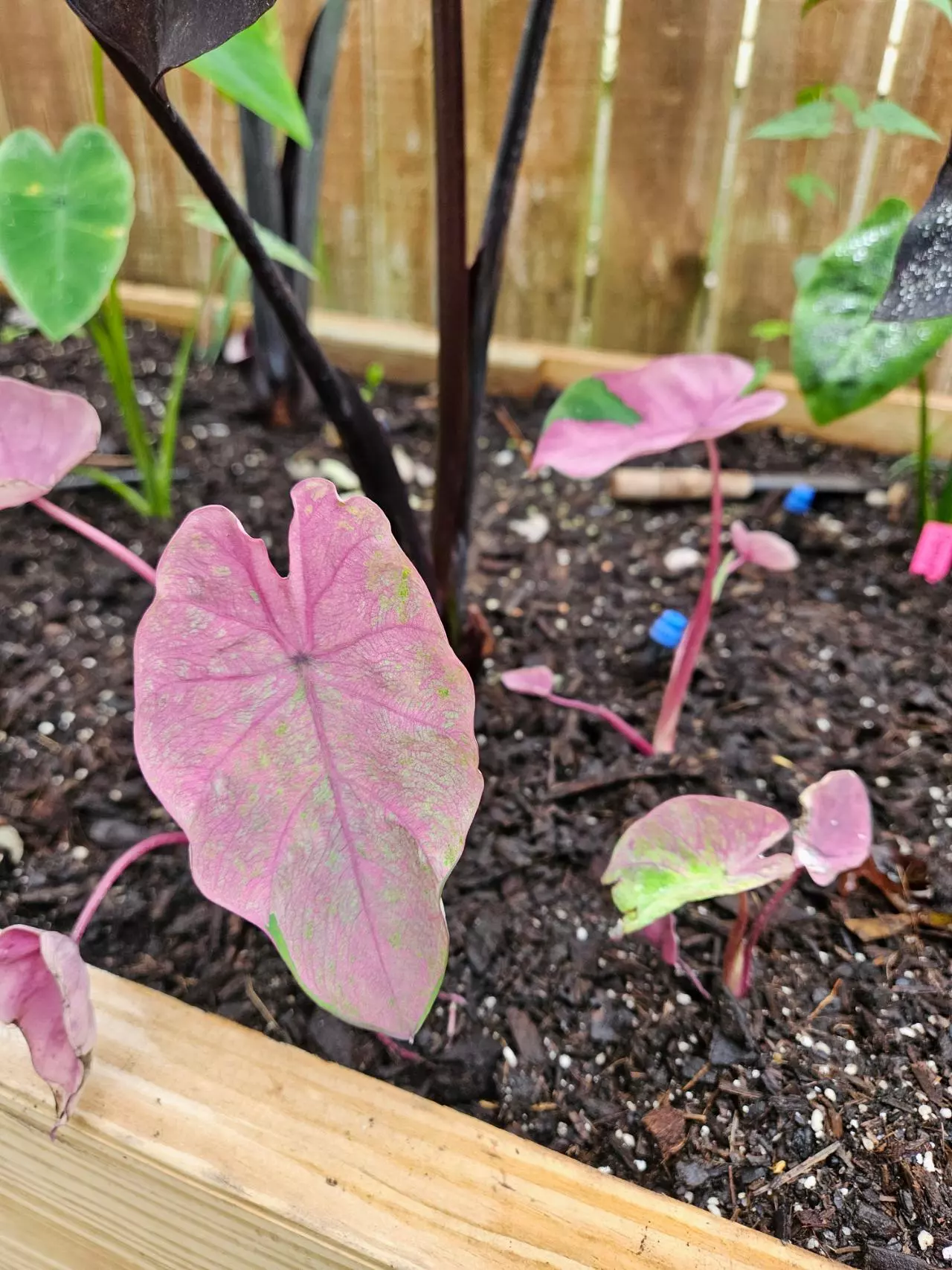 plant/Nub Dow colocasia starters-0