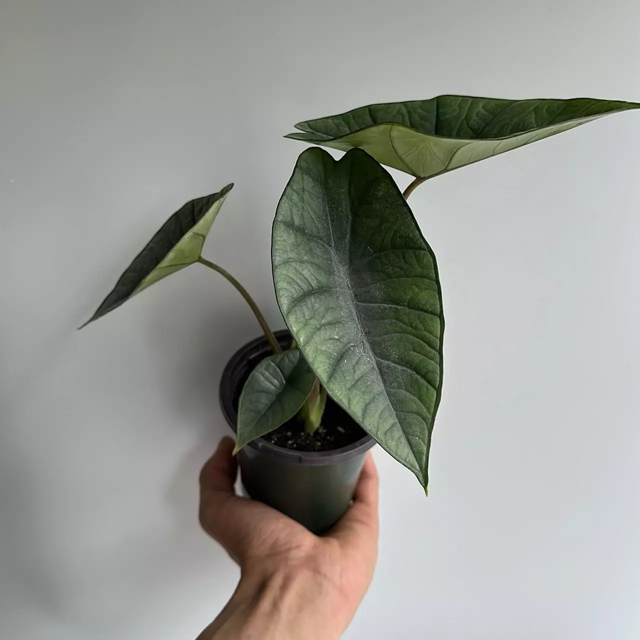 plant/Alocasia Platinum 4" pot-1