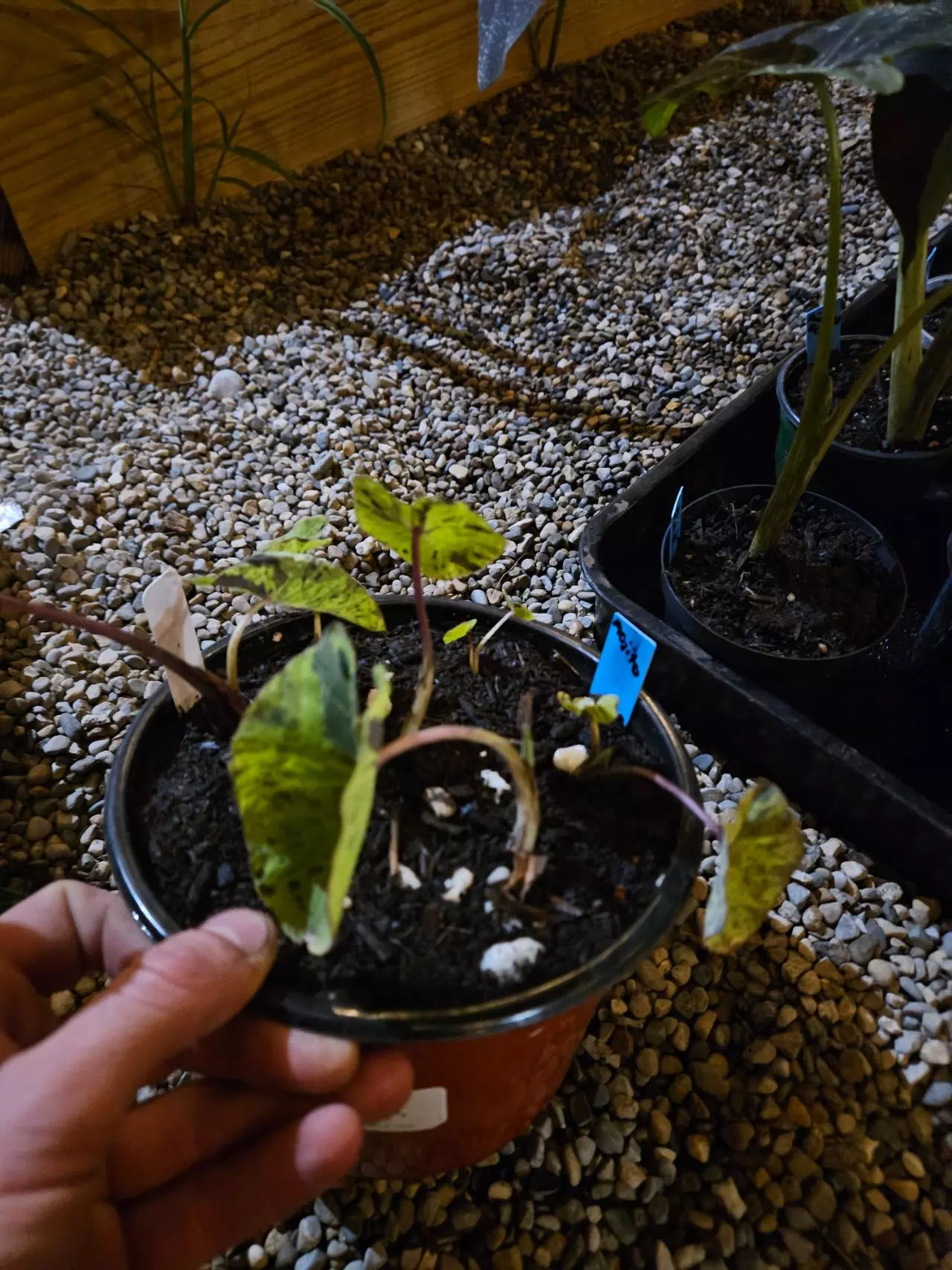 plant/Mojito starters (multiple)-1