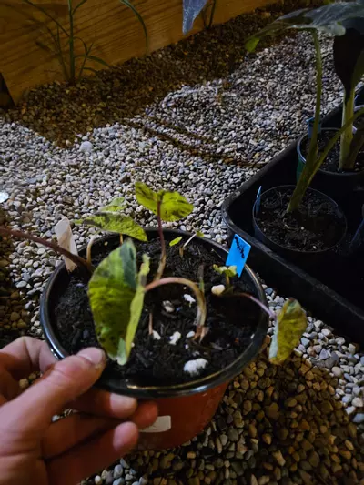 plant/Mojito starters (multiple)-1-thumbnail