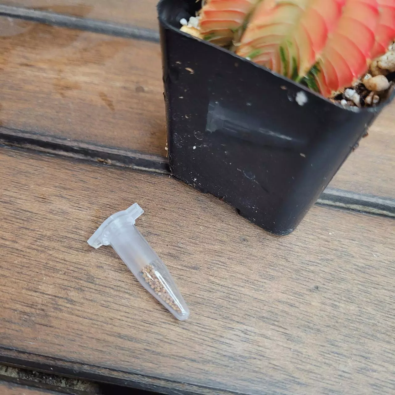 plant/Gymnocalycium Mihanovichii Cactus Seed Kit with 100 seeds-4