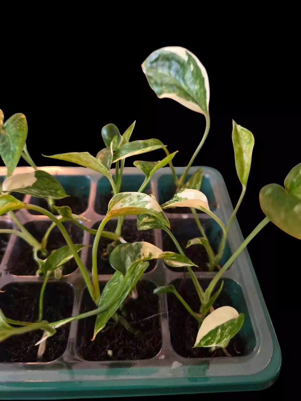 plant/Epipremnum Pinnatum Albo-1