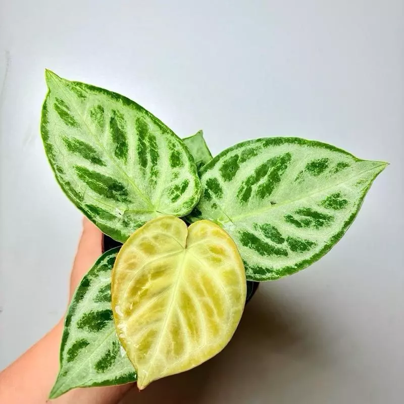 plant/Anthurium Dorayakii Silver Blush 4 Pot-1