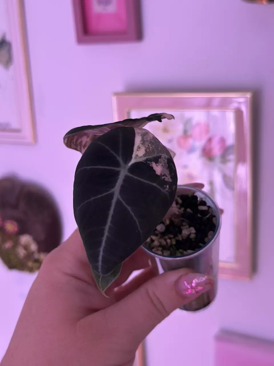 plant/Alocasia Pink Black Velvet-3
