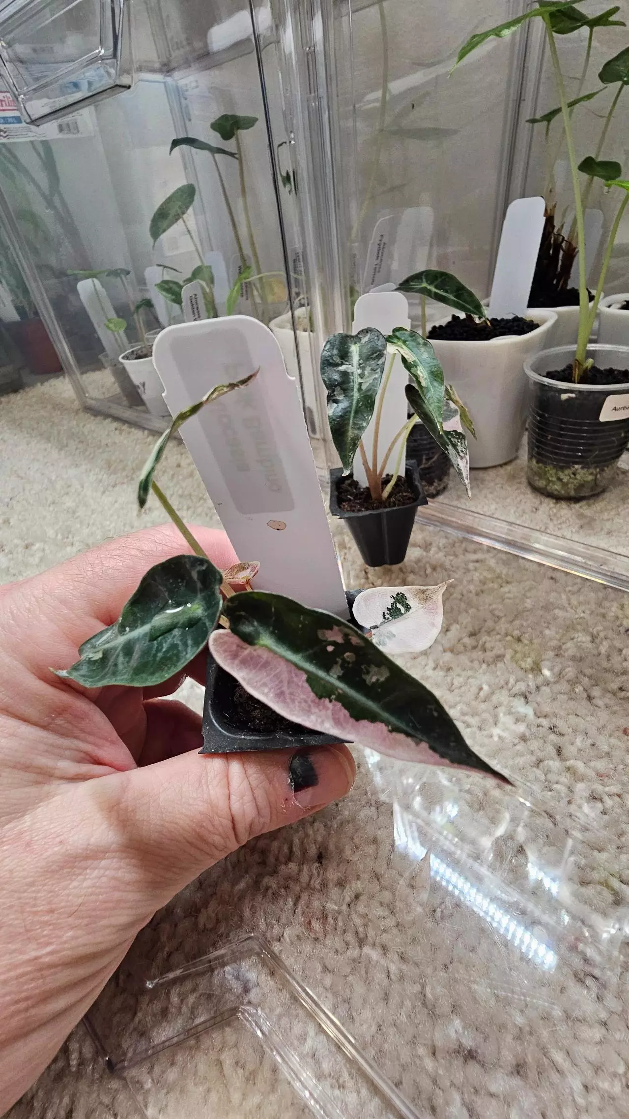 plant/Alocasia Pink Bambino (2)-1