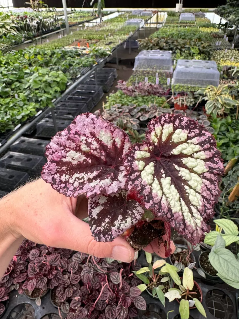 plant/Begonia fireworks starter plant growers choice-1