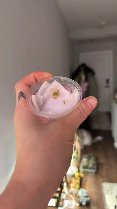 plant/Pinguicula-1-thumbnail