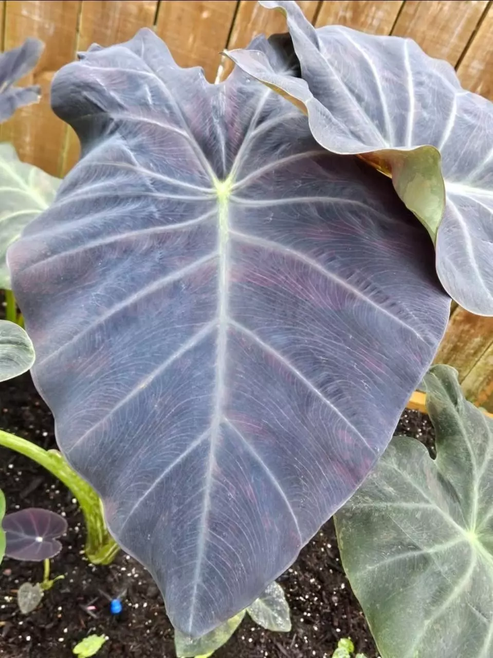plant/Midnight bride colocasia starters-1